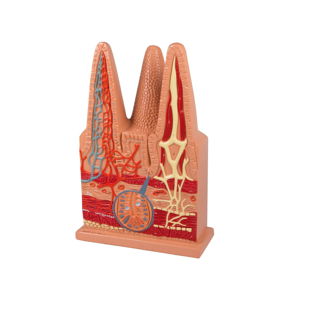 Erler-Zimmer Darmzotten Modell 100 fache Größe