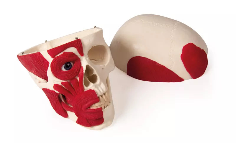 Erler-Zimmer Schädel Modell mit Muskulatur