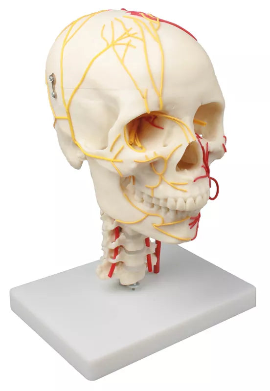 Erler-Zimmer Neurovasculärer Schädel Modell