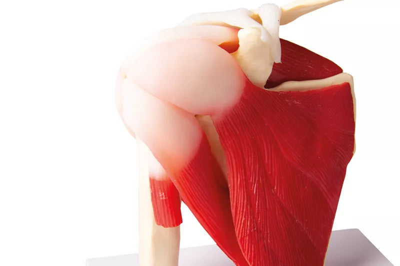 Erler-Zimmer Anatomisches Schultergelenkmodell mit Muskulatur