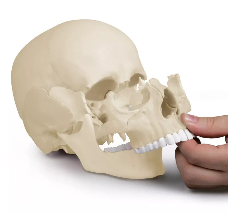 Erler-Zimmer Osteopathie Schädelmodell 22 teilig anatomische Ausführung