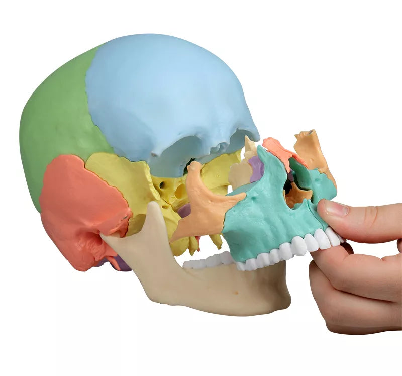 Erler-Zimmer Osteopathie Schädelmodell 22-tlg Magnet Schädel didaktische Ausführung