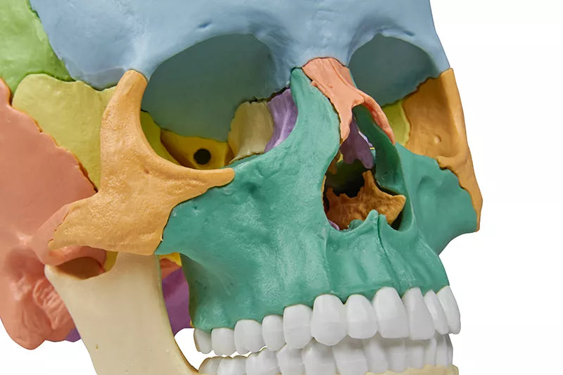 Erler-Zimmer Osteopathie Schädelmodell 22-tlg Magnet Schädel didaktische Ausführung