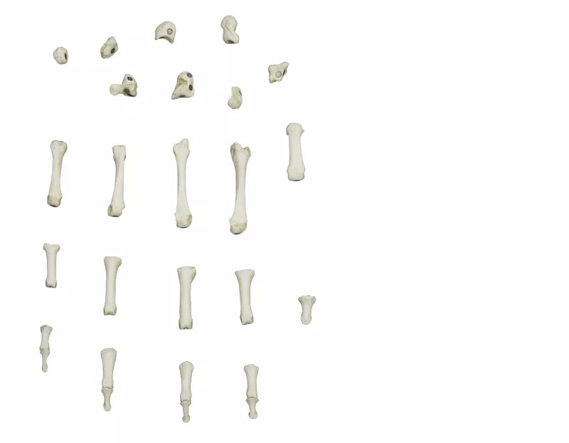 Erler-Zimmer Magnetische menschliche Hand, rechts