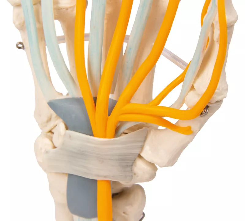 Erler-Zimmer Hand mit Sehnen, Nerven und Karpaltunnel