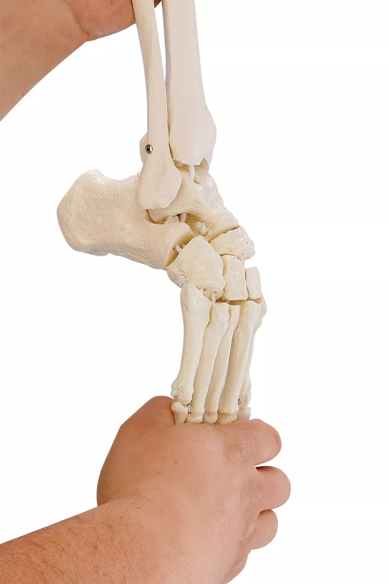 Erler-Zimmer Beinskelett Modell mit Beckenhälfte und flexiblem Fuß