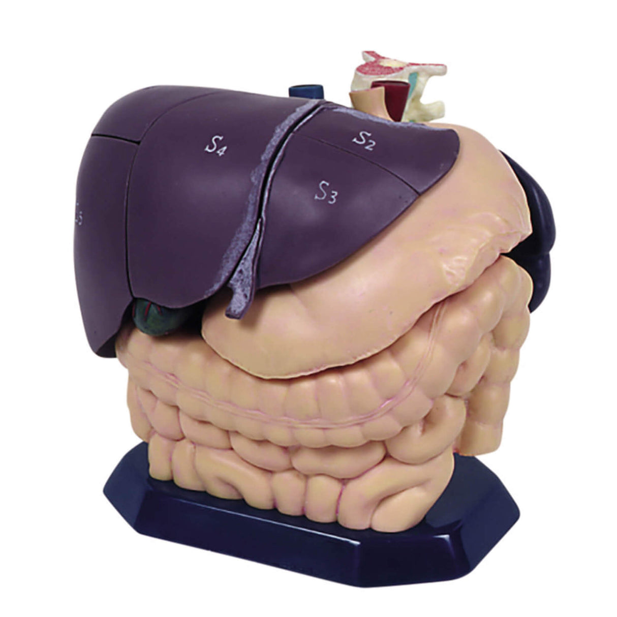 Erler-Zimmer Anatomisches Modell für Ultraschallausbildung