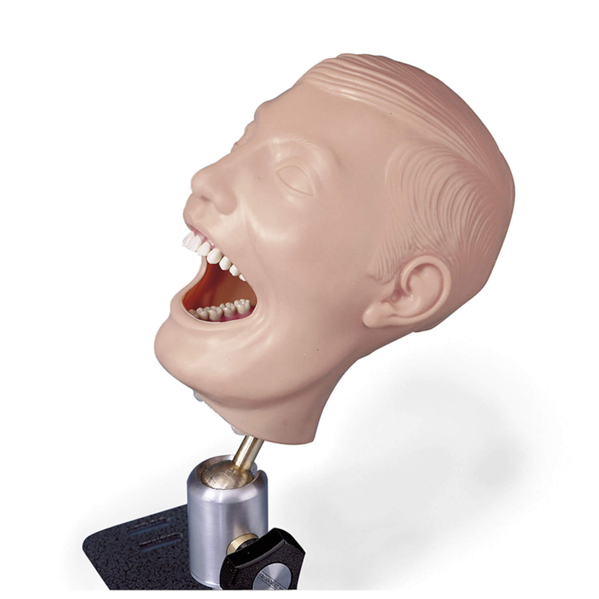 Erler-Zimmer Dentalpuppe