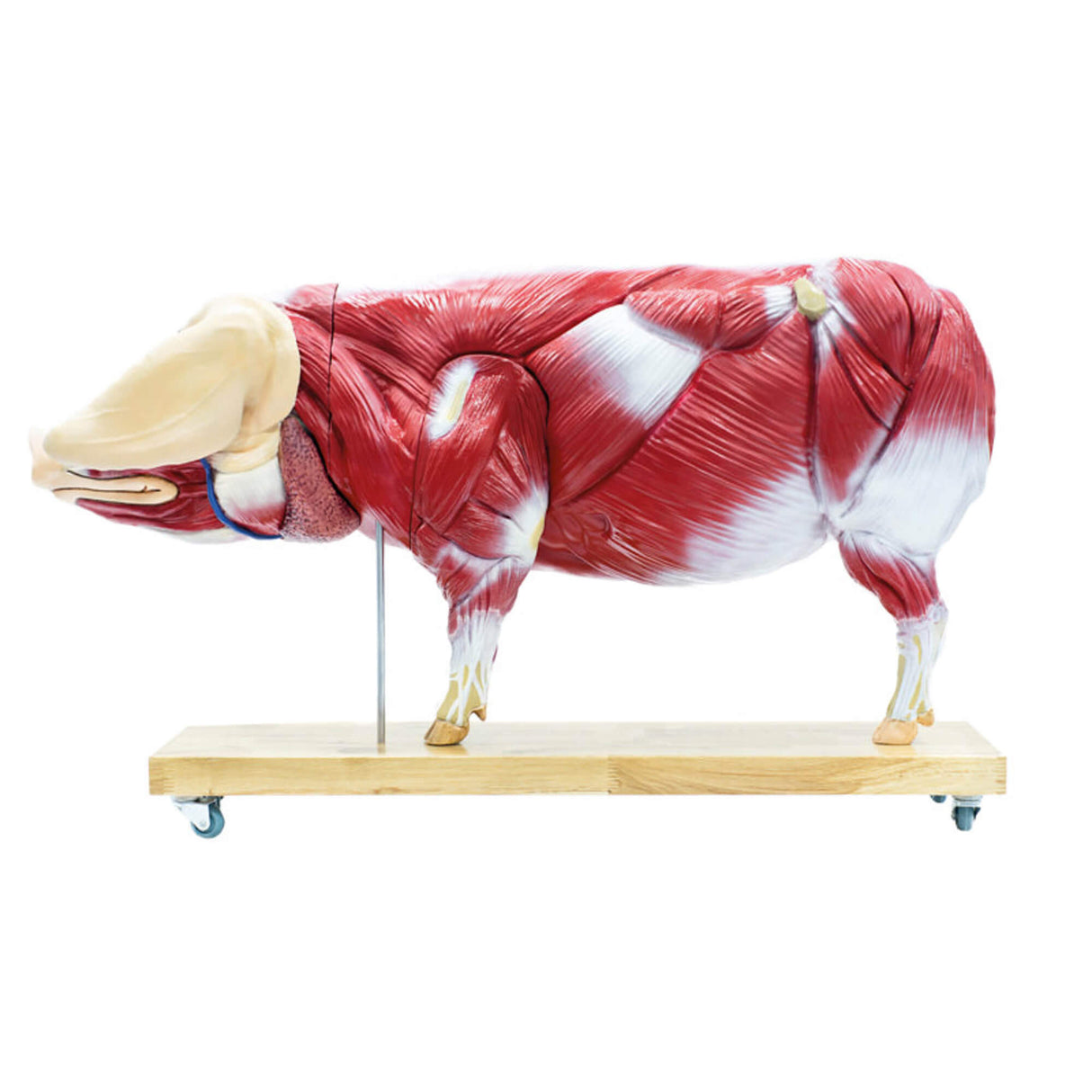 Erler-Zimmer Didaktisches Schweinemodell, 20-teilig, 1/2 natürliche Größe