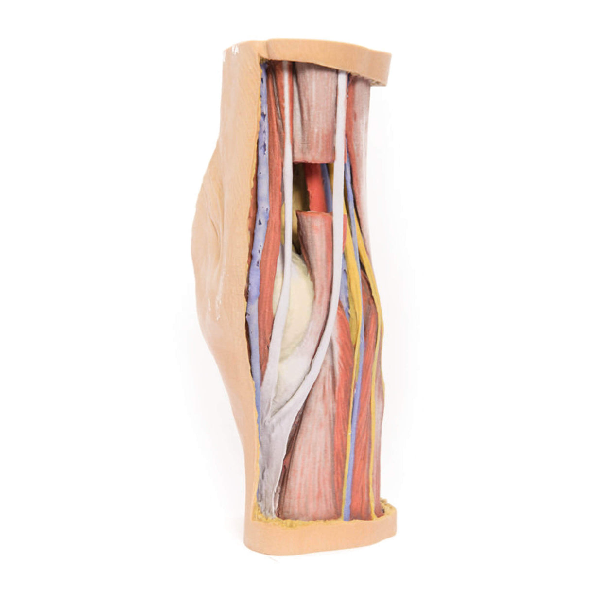 Erler-Zimmer Fossa poplitea