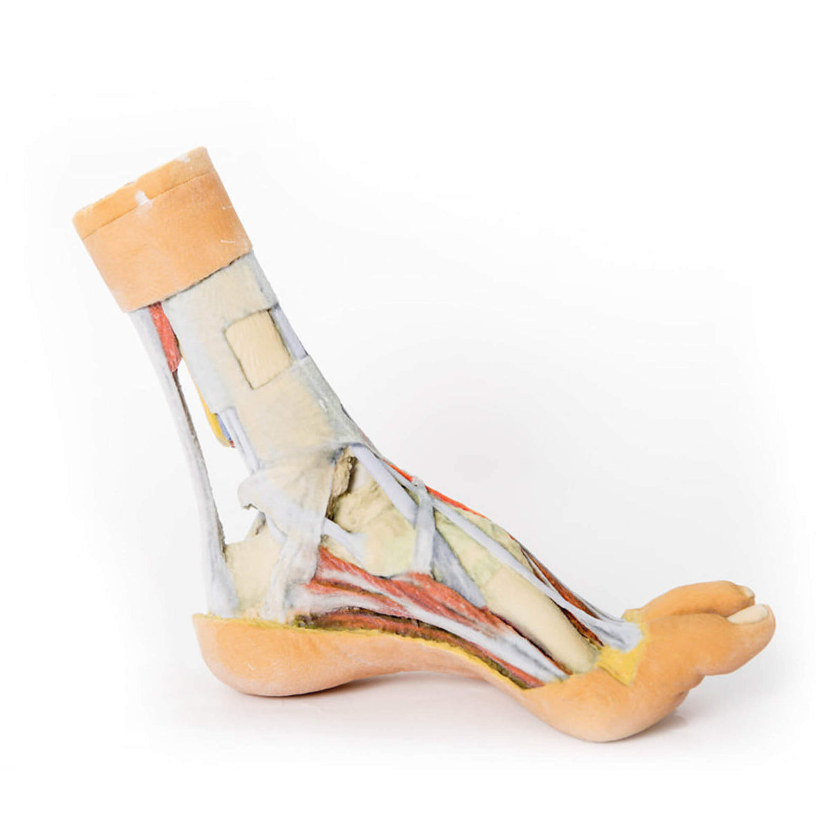 Erler-Zimmer Fuß – Oberflächliche und tiefe Präparation von distalem Unterschenkel und Fuß