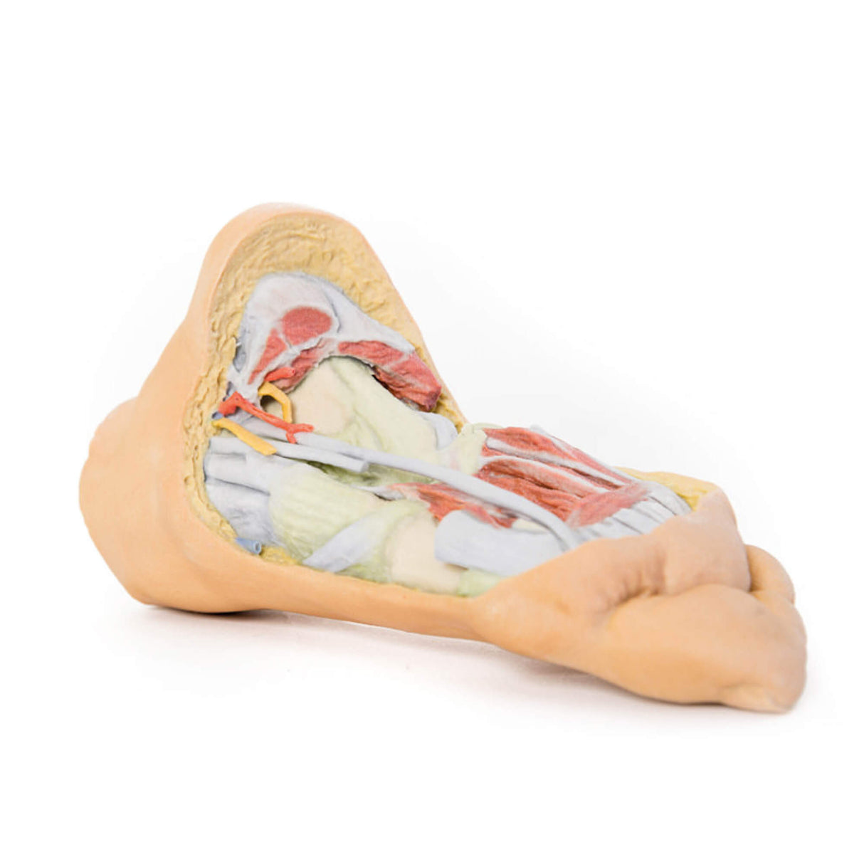 Erler-Zimmer Fuß – Tiefe plantare Strukturen