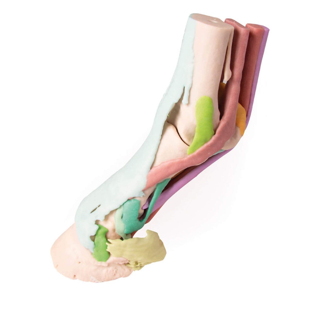 Erler-Zimmer Fuß des Pferdes als Modell