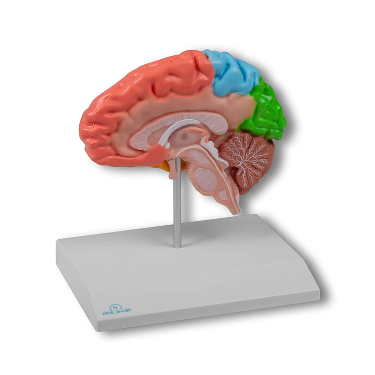 Erler-Zimmer Gehirnhälfte, regional, lebensgroß