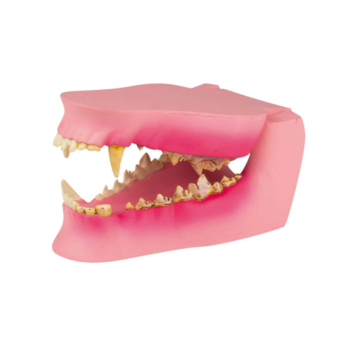 Erler-Zimmer Hundekiefer gesund/erkrankt