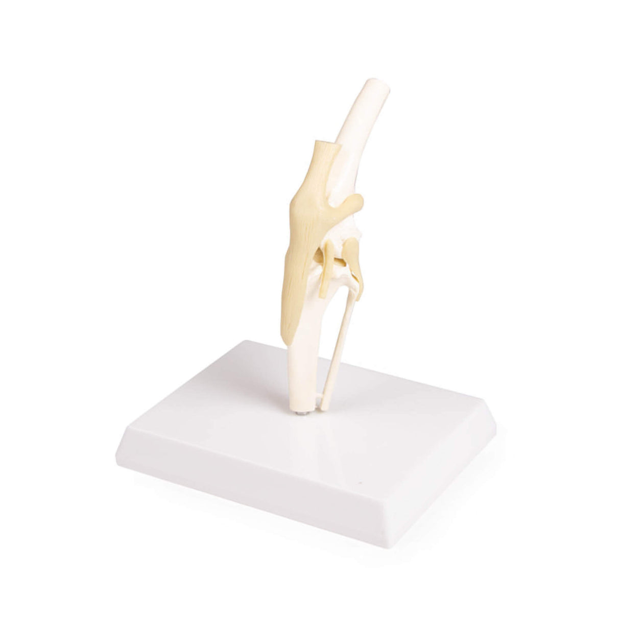 Erler-Zimmer Hundeknie