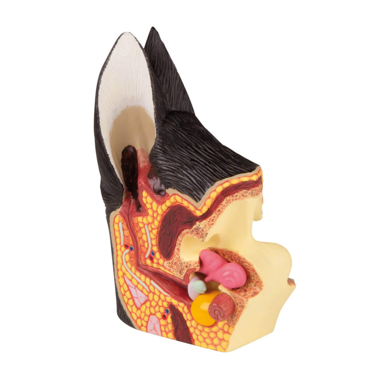 Erler-Zimmer Hundeohr, gesund/erkrankt