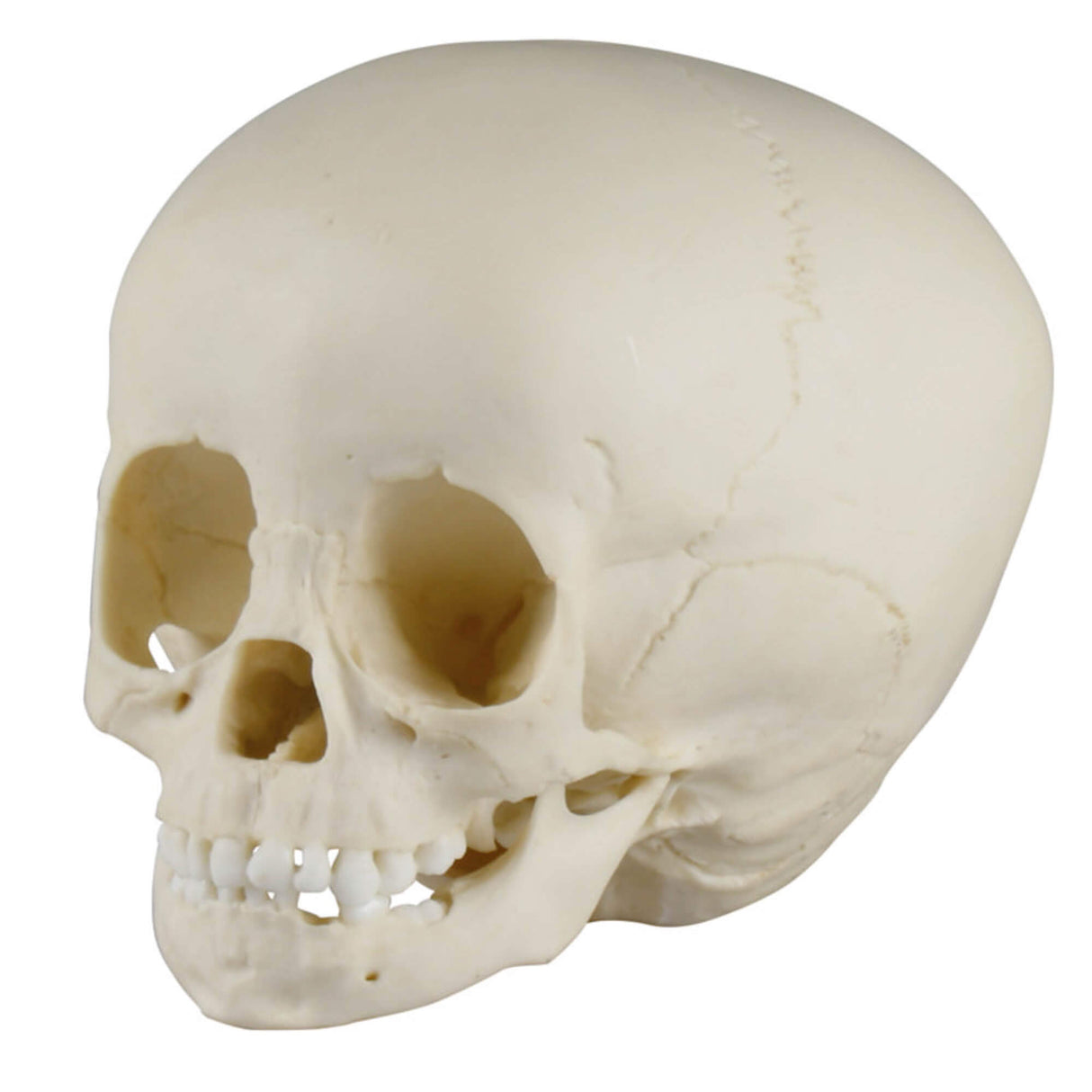 Erler-Zimmer Kinderschädel