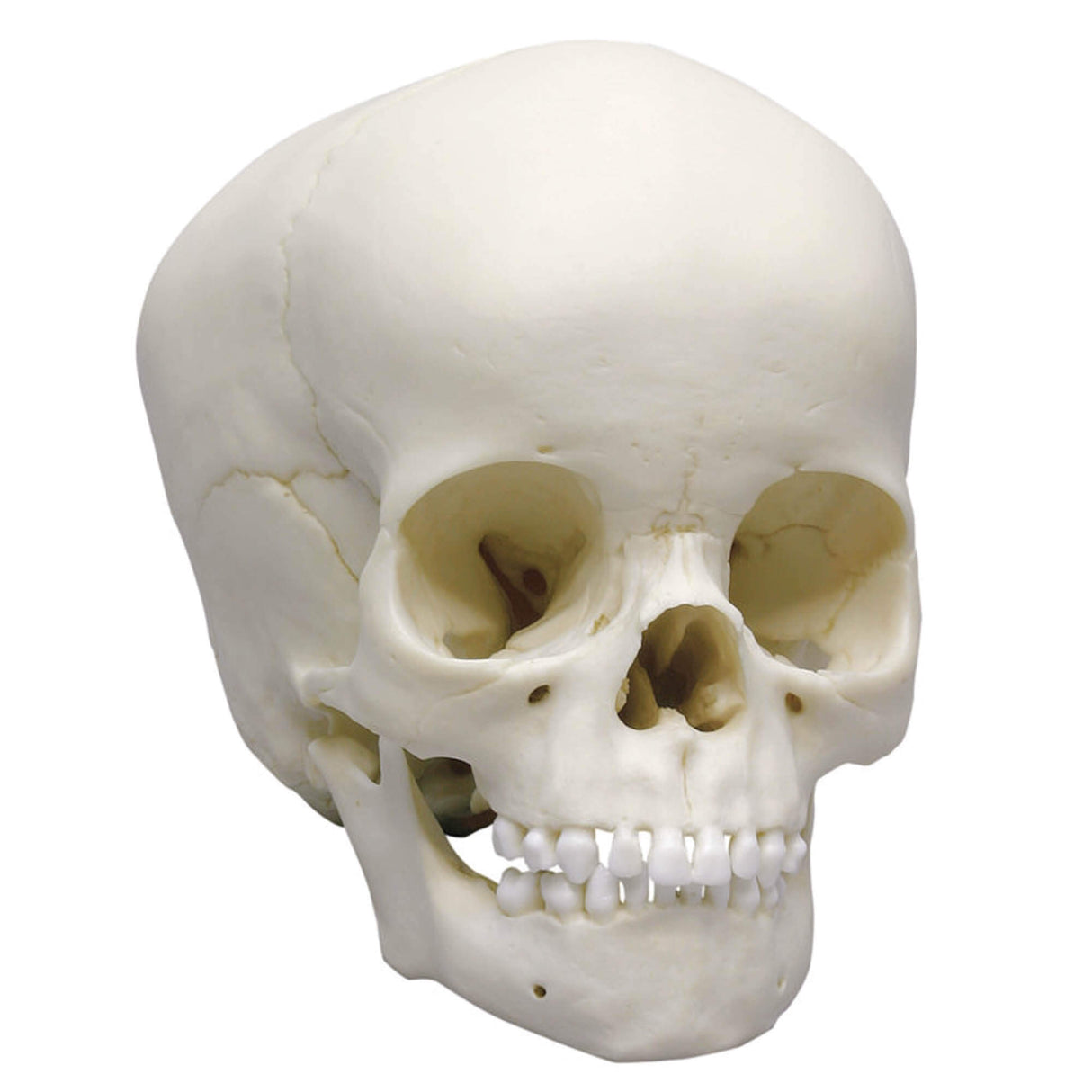 Erler-Zimmer Kinderschädel