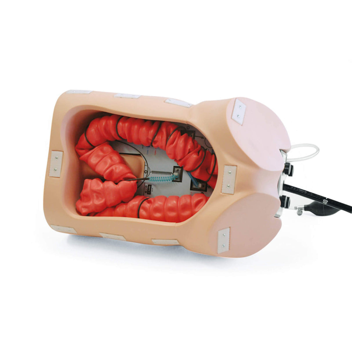 Erler-Zimmer Koloskopie-Trainingsmodell