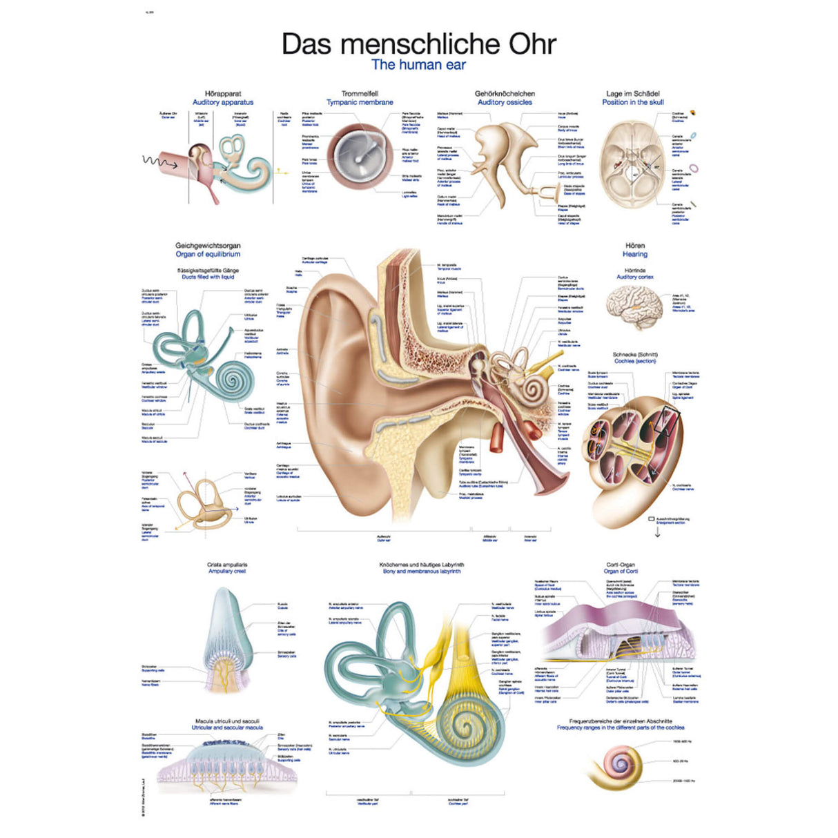 Erler-Zimmer Lehrtafel "Das menschliche Ohr"