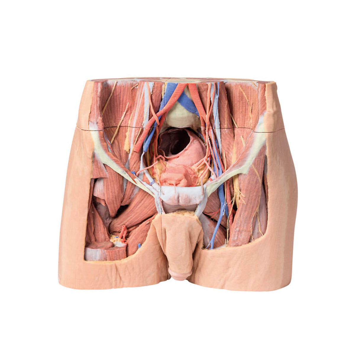 Erler-Zimmer Männliches Becken