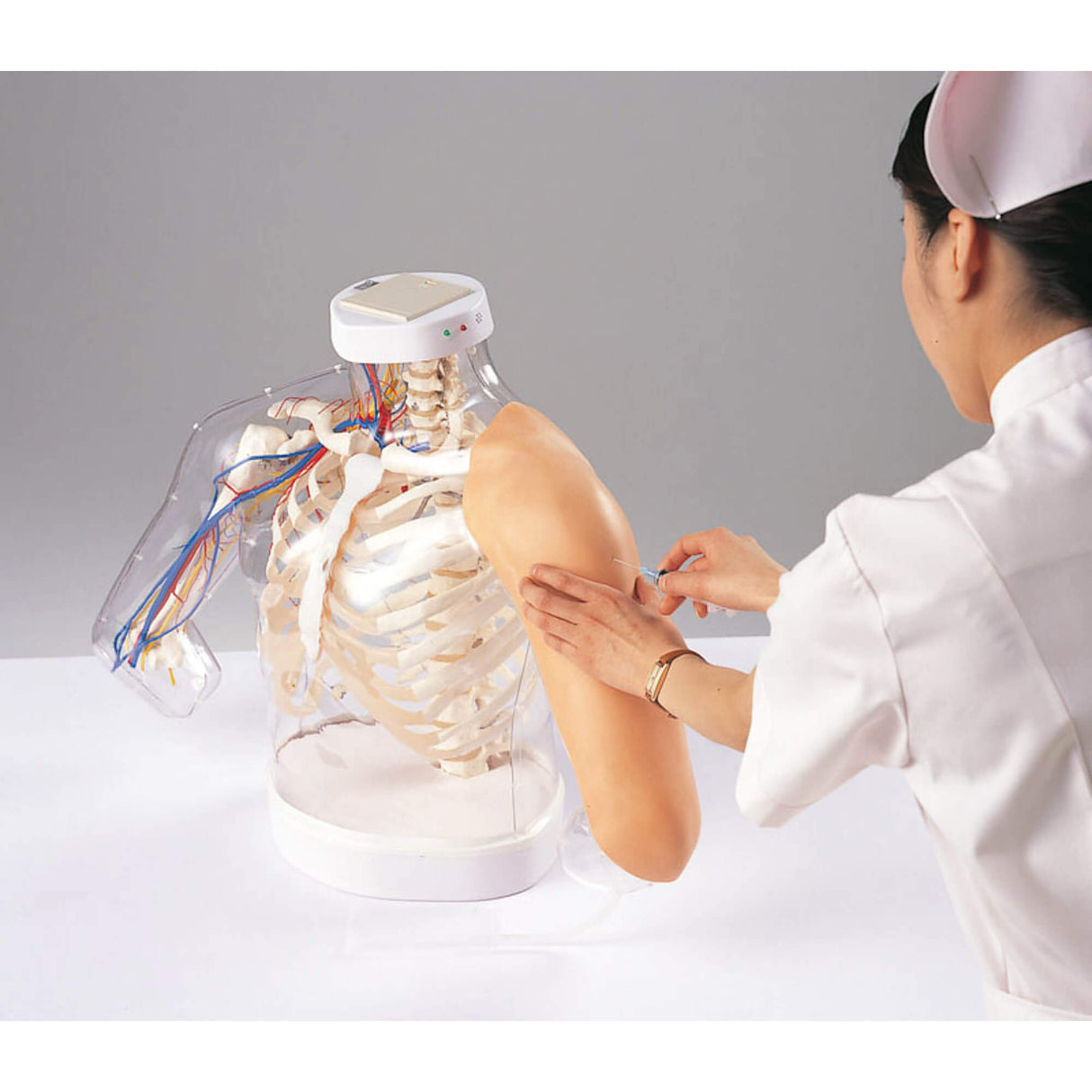 Erler-Zimmer Modell Schulter- und Armanatomie/Injektionstechnik i.m.