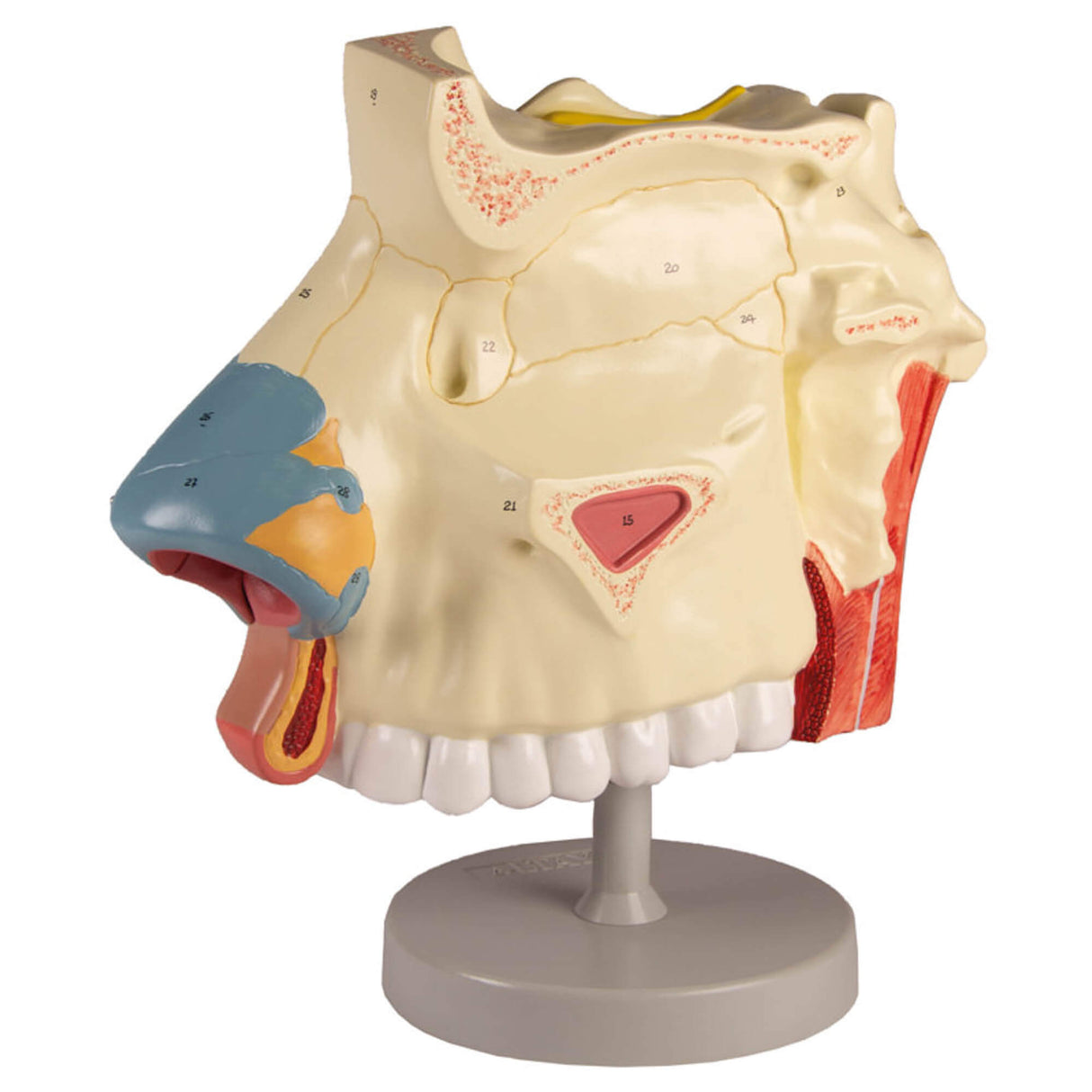 Erler-Zimmer Nasenhöhle, 3 Teile