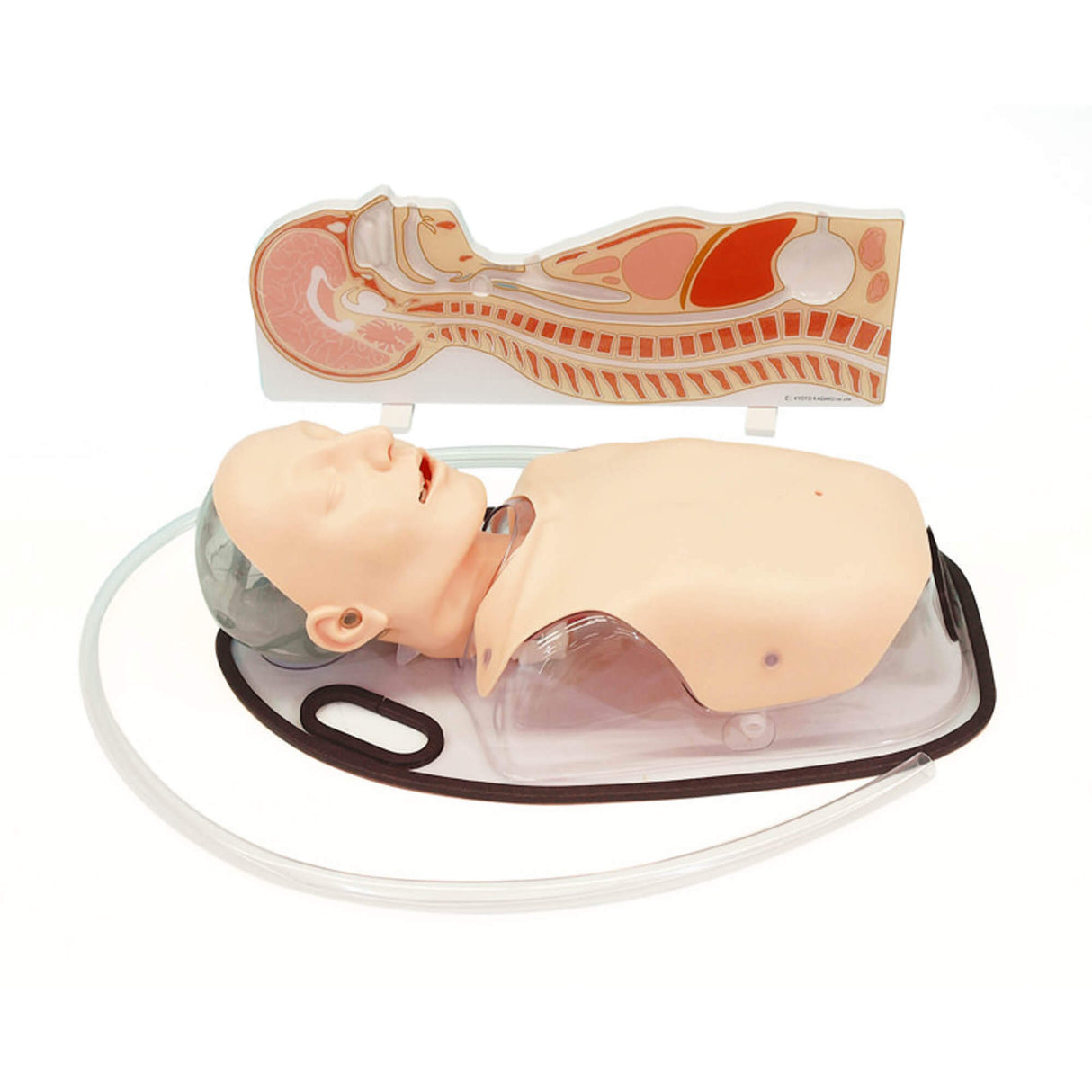 Erler-Zimmer NG-, OG- und PEG-Sondenernährungssimulator