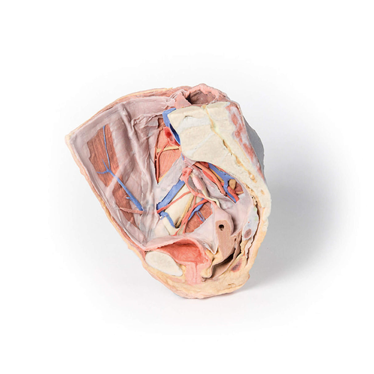 Erler-Zimmer Oberflächliche und tiefe Strukturen des weiblichen rechten Beckens