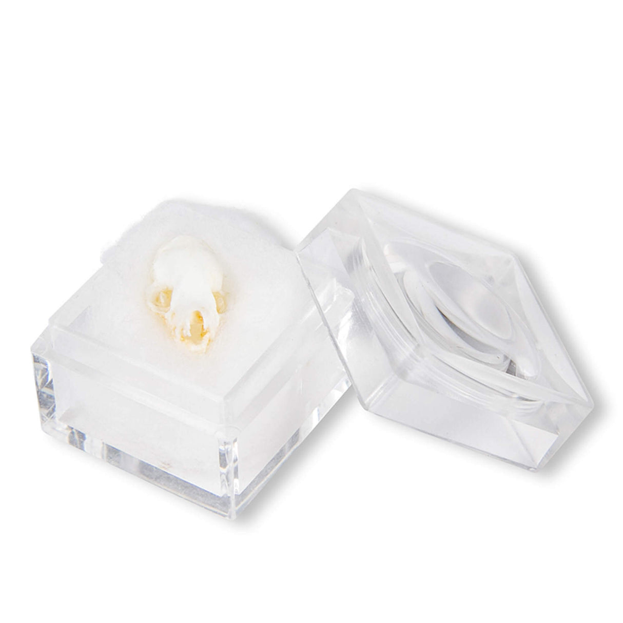 Erler-Zimmer Schädel Fledermaus (Chiroptera sp.)