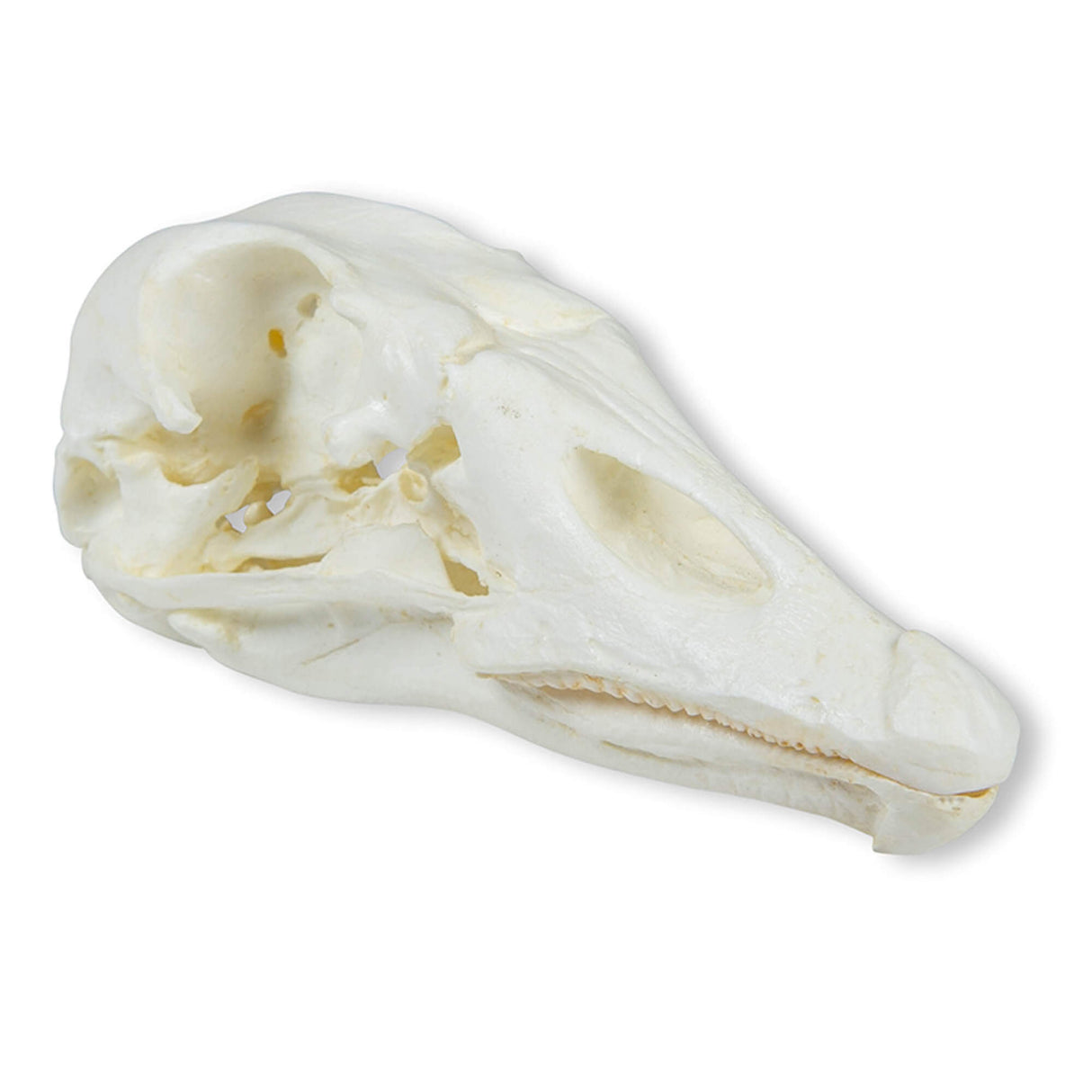 Erler-Zimmer Schädel Hausgans (Anser spec.)