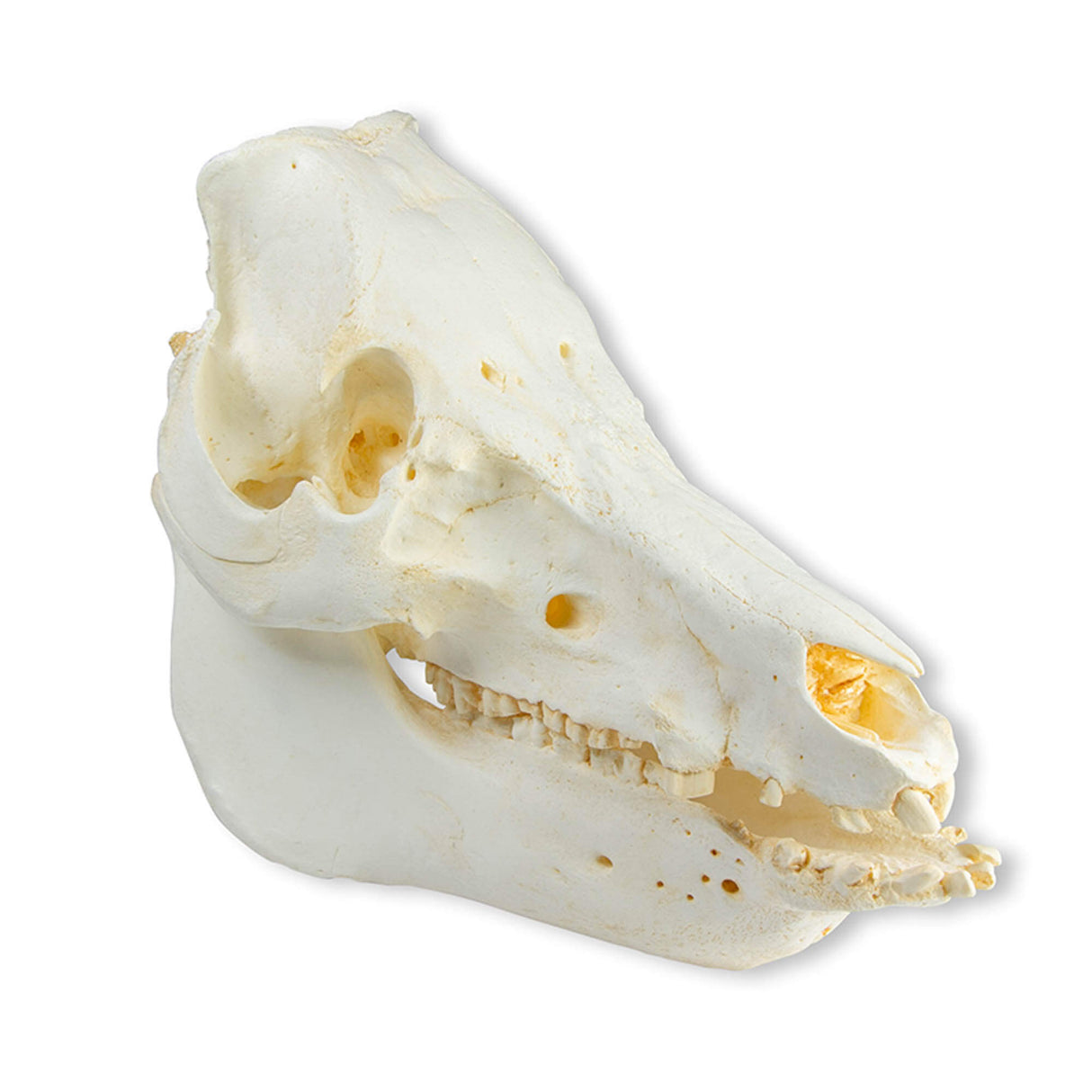 Erler-Zimmer Schädel Hausschwein (Sus scrofa domesticus)