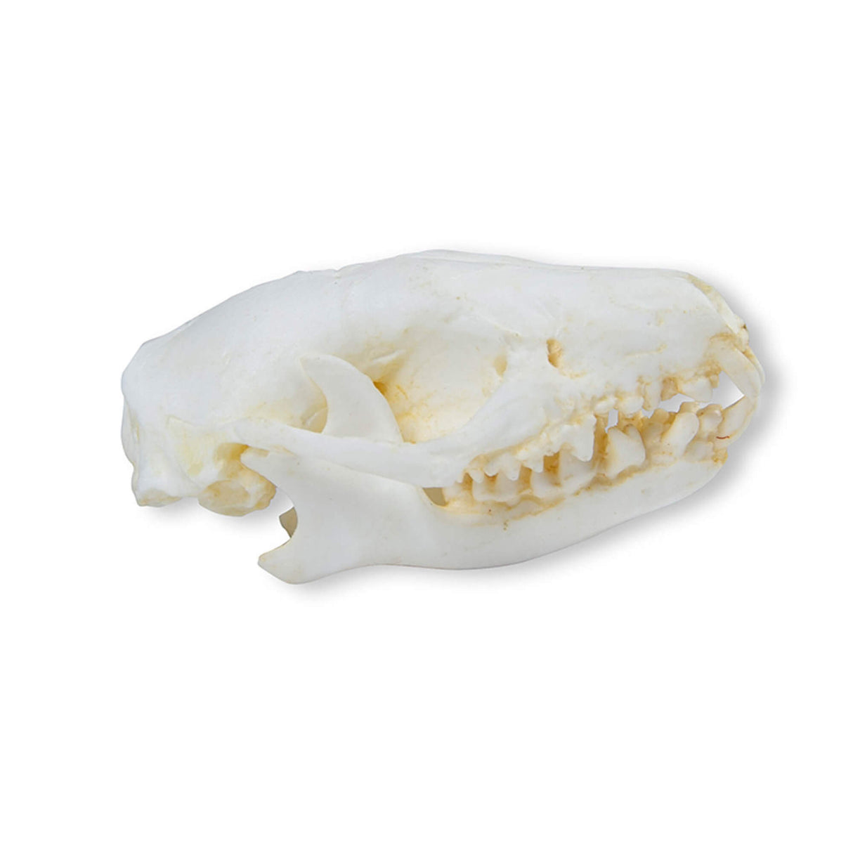 Erler-Zimmer Schädel Igel (Erinaceus europaeus)