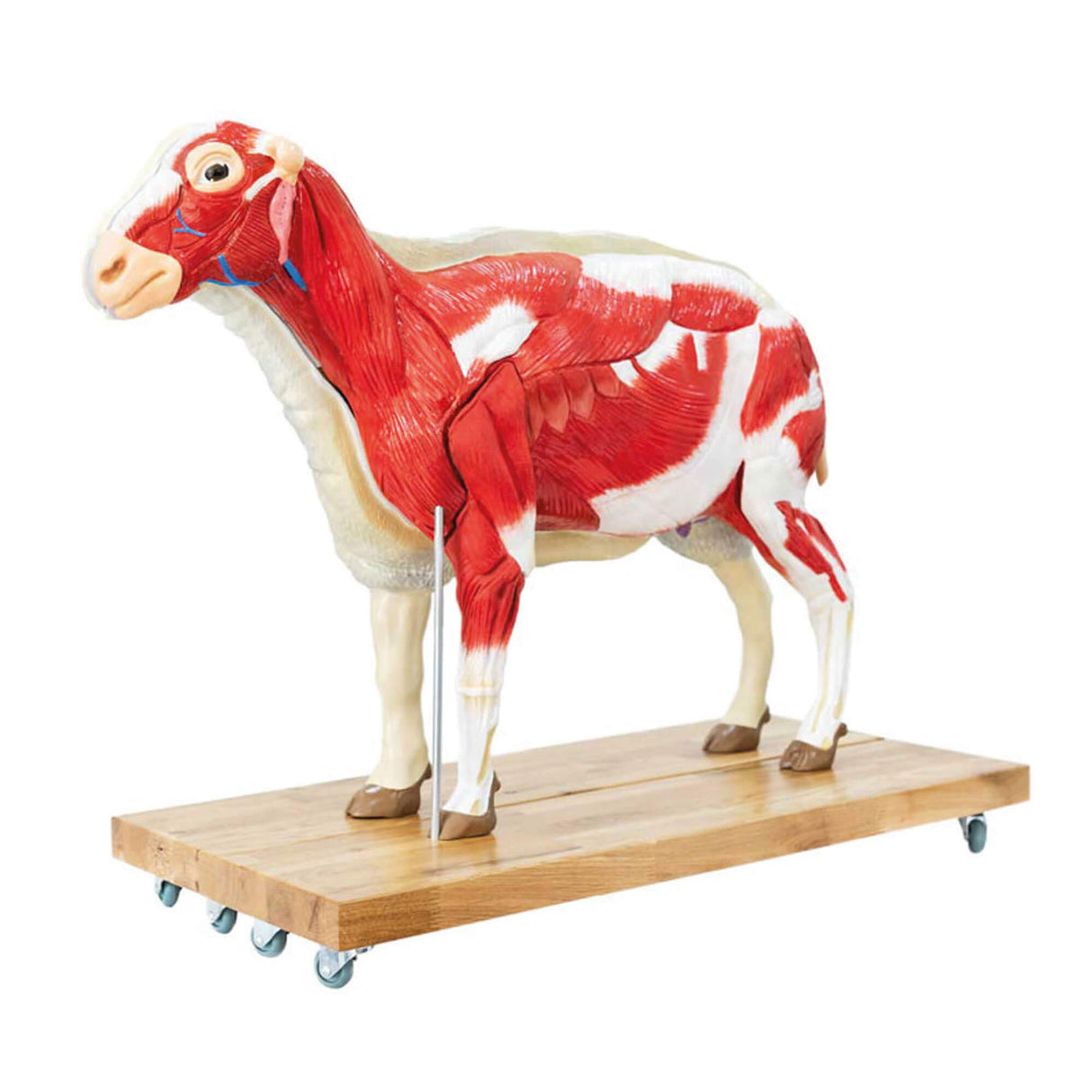 Erler-Zimmer Schafmodell, 12-teilig, 2/3 natürliche Größe