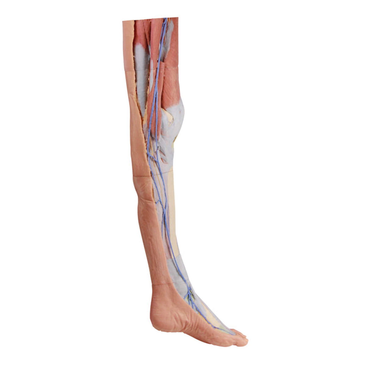 Erler-Zimmer Untere Extremität – oberflächliche Präparation