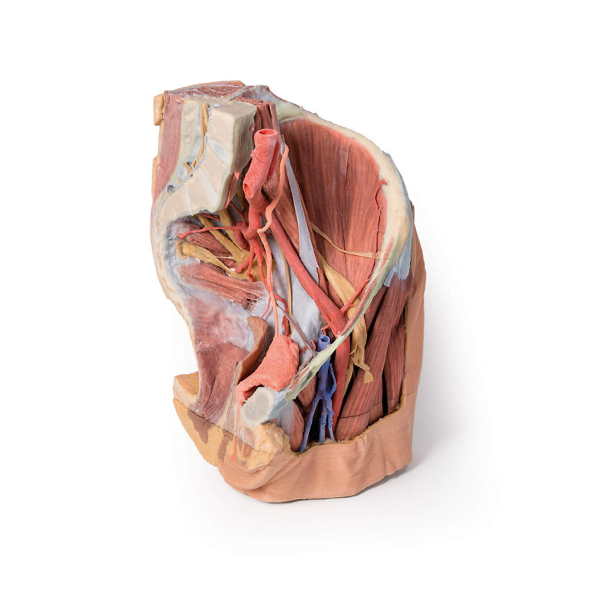 Erler-Zimmer Weibliches linkes Becken und proximaler Oberschenkel