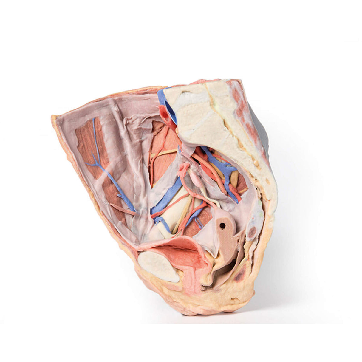 Erler-Zimmer Weibliches rechtes Becken