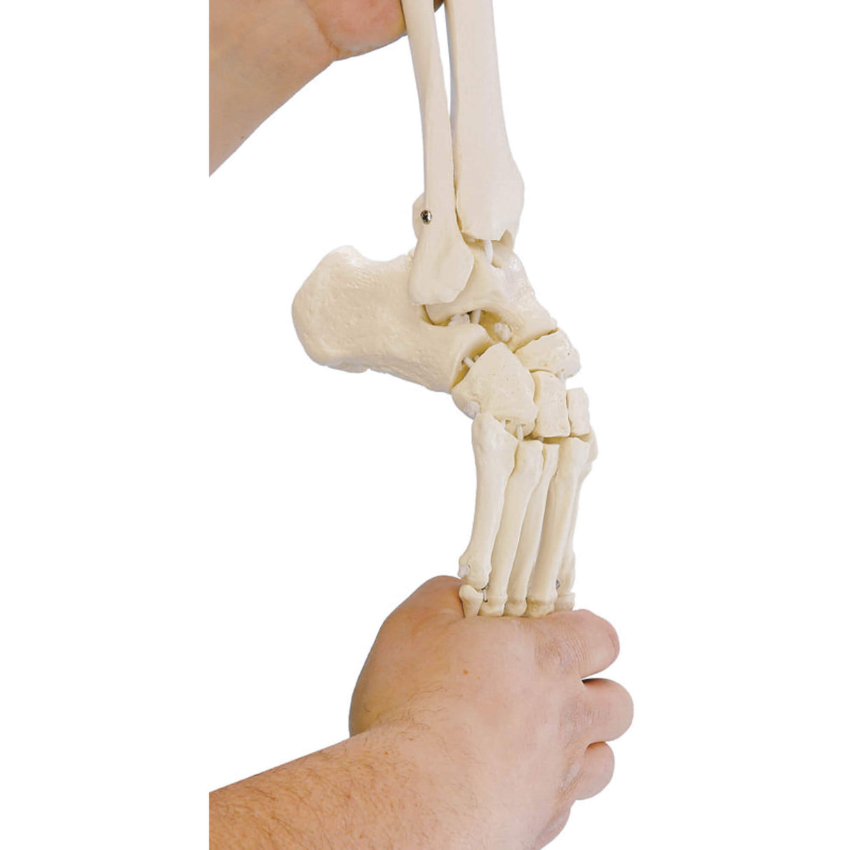 Erler-Zimmer Zusatzausstattung flexibler Fuß, rechts