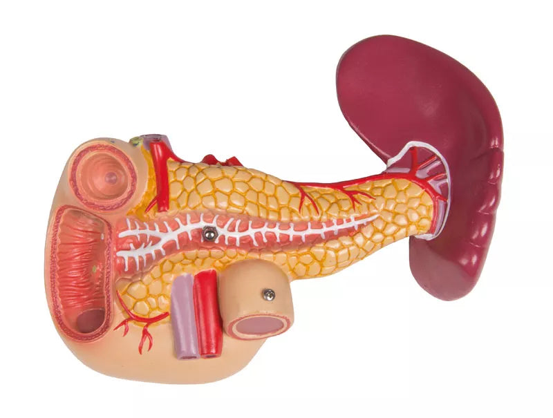 Erler-Zimmer Torso Modell mit geöffnetem Rücken 27 teilig zweigeschlechtig