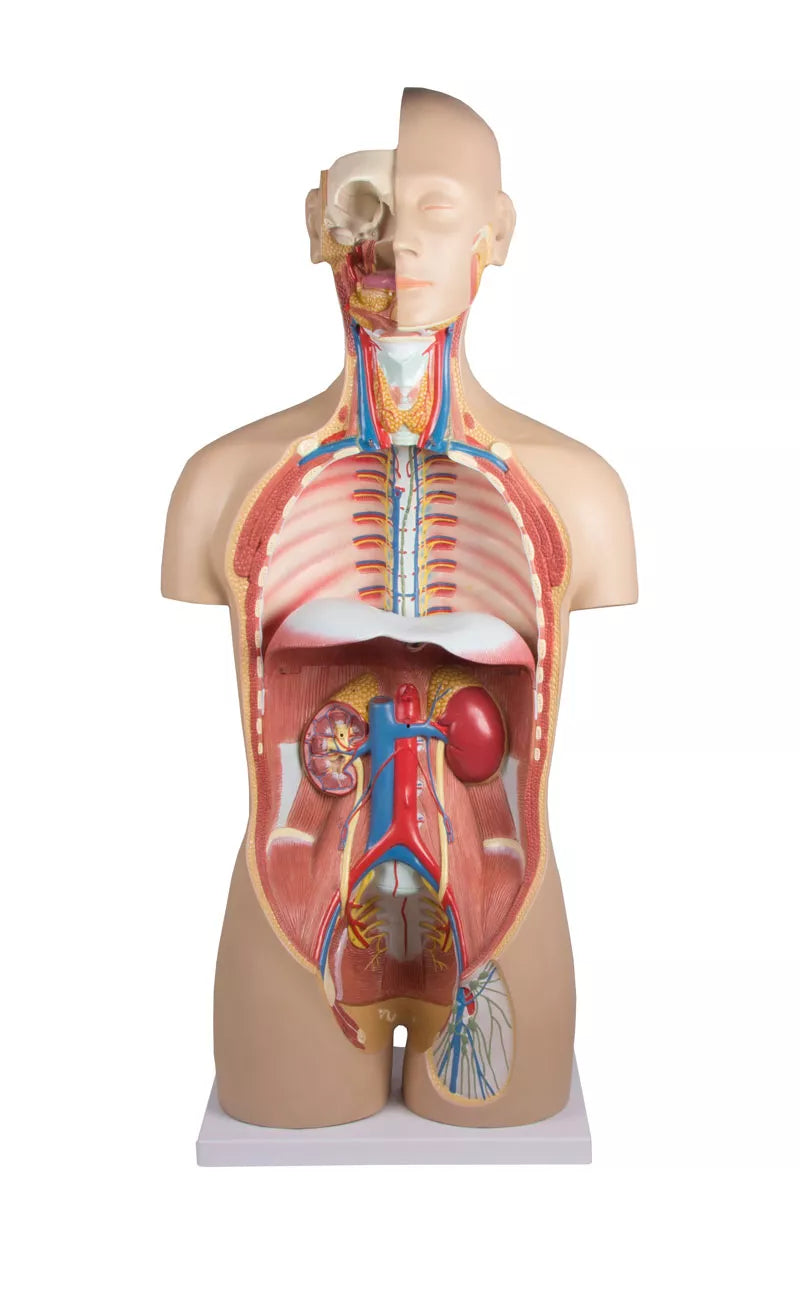 Erler-Zimmer Torso Modell mit geöffnetem Rücken 27 teilig zweigeschlechtig