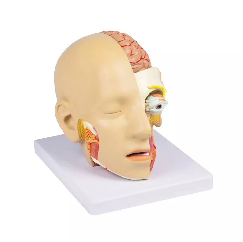 Erler-Zimmer Anatomisches Kopfmodell zerlegbar in 4 Teile