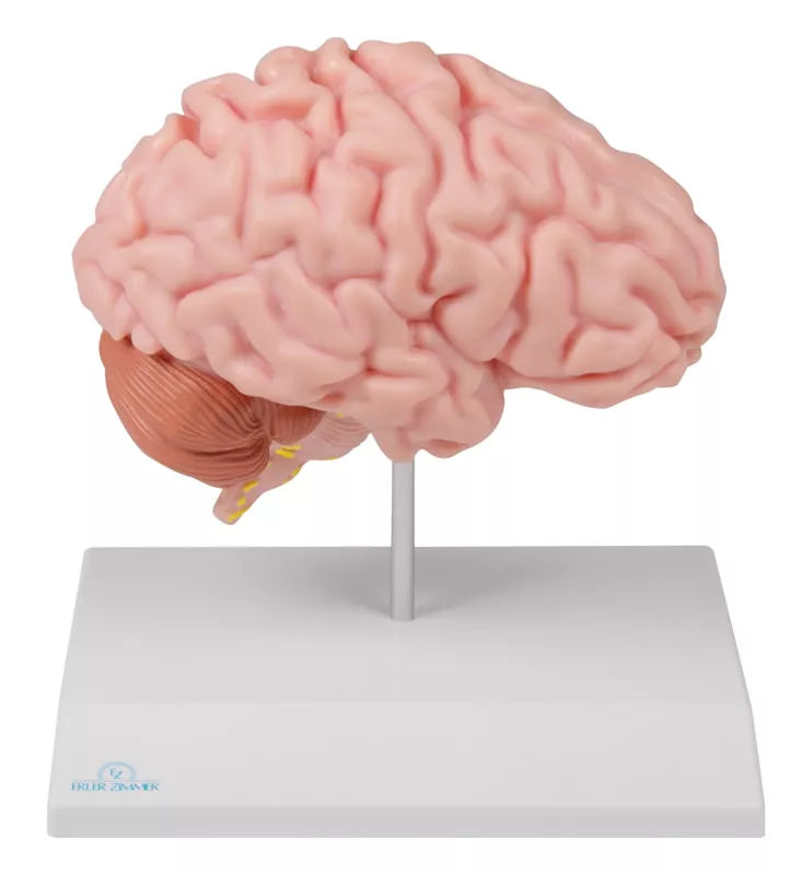 Erler-Zimmer Anatomische Gehirnhälfte lebensgroß - EZ Augmented Anatomy