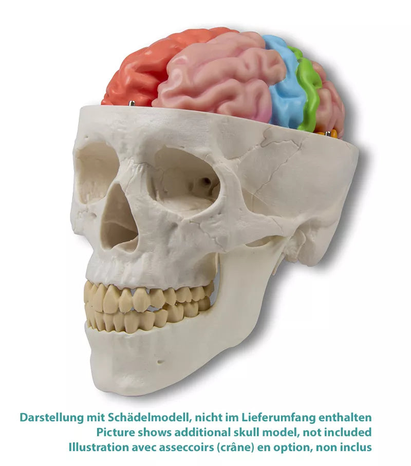 Erler-Zimmer Gehirnmodell funktionell/regional, lebensgroß, 5-teilig - EZ Augmented Anatomy