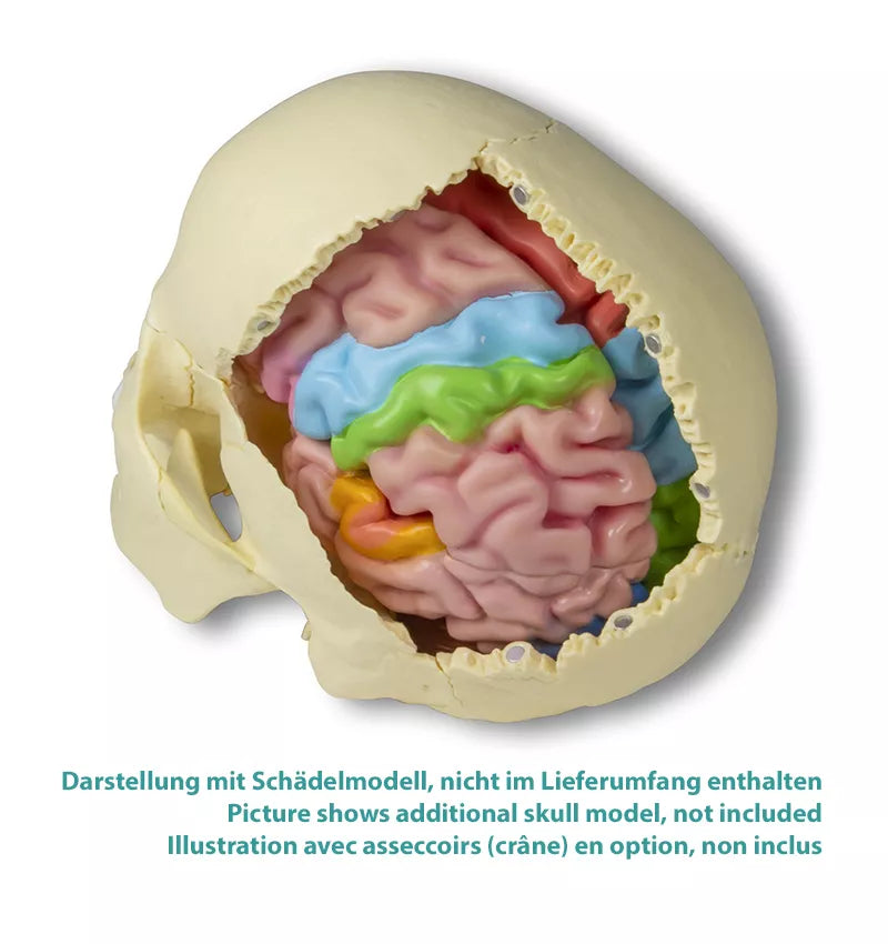 Erler-Zimmer Gehirnmodell funktionell/regional, lebensgroß, 5-teilig - EZ Augmented Anatomy