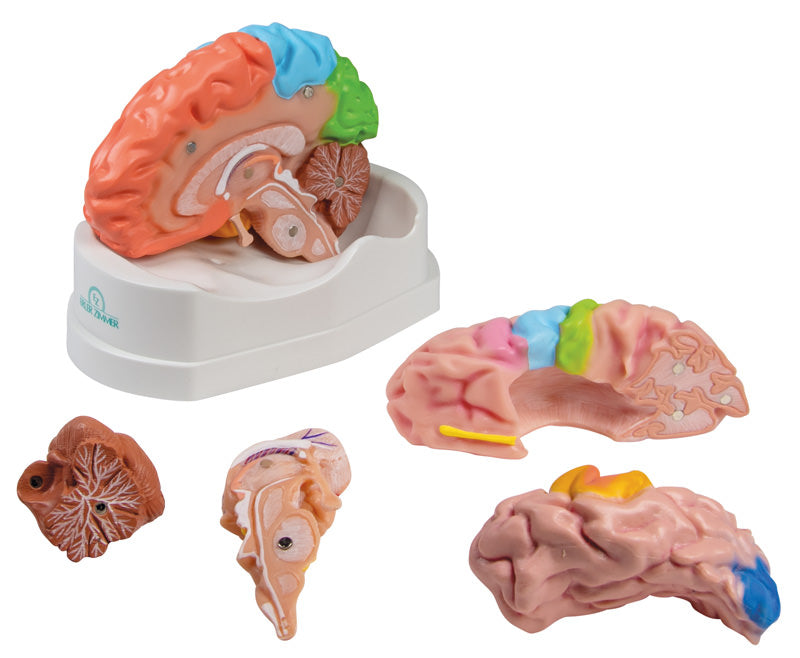 Erler-Zimmer Gehirnmodell funktionell/regional, lebensgroß, 5-teilig - EZ Augmented Anatomy