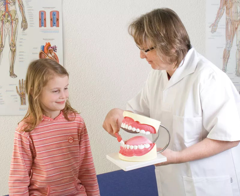 Erler-Zimmer Zahnpflegemodell 3 fache Größe