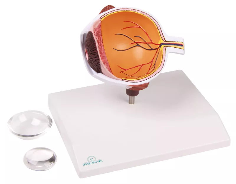 Erler-Zimmer Augenhälfte vergrößert - EZ Augmented Anatomy
