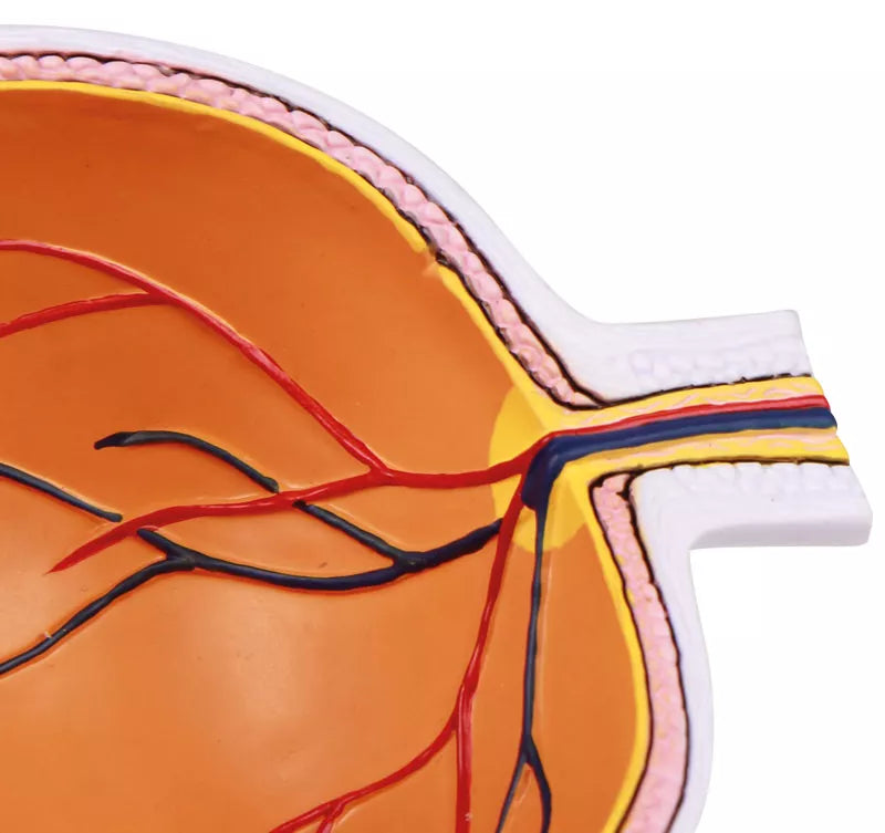 Erler-Zimmer Augenhälfte vergrößert - EZ Augmented Anatomy