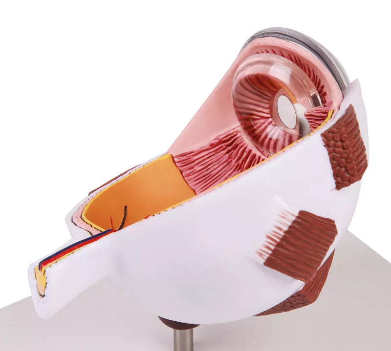 Erler-Zimmer Augenhälfte vergrößert - EZ Augmented Anatomy